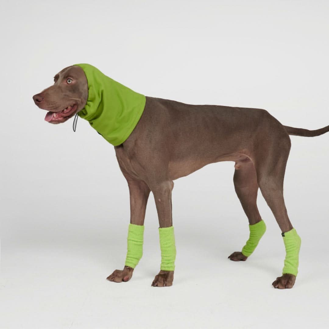 Stretchy Fleece Dog Leg Warmer Sleeves - Lime - Image 3