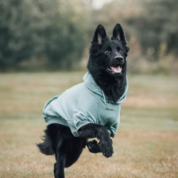 Essential Dog Hoodie - Teal - Image 7