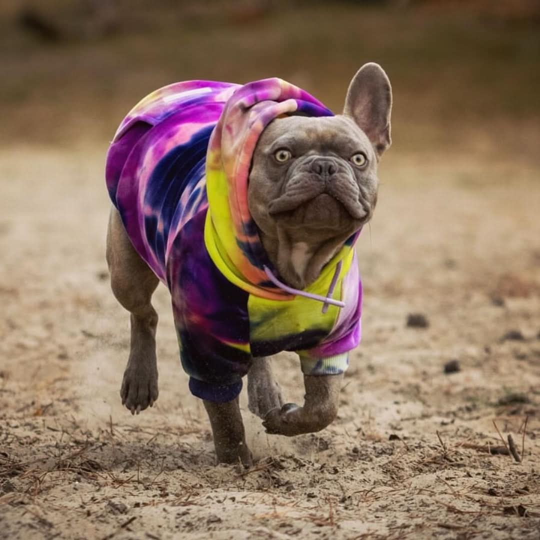 Velvet Dog Hoodie - Berry Lemonade - Image 5