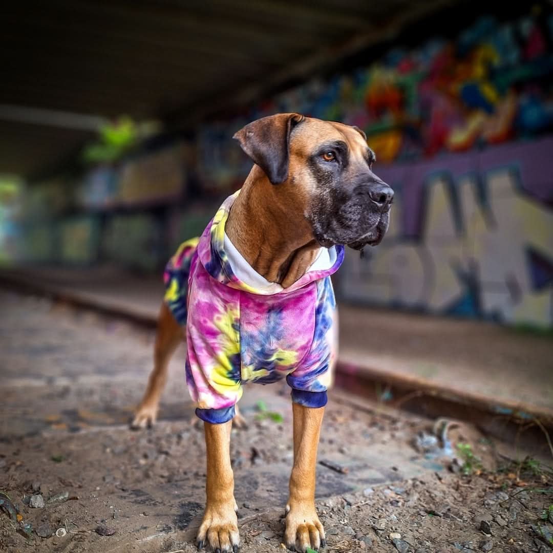 Velvet Dog Hoodie - Berry Lemonade - Image 6