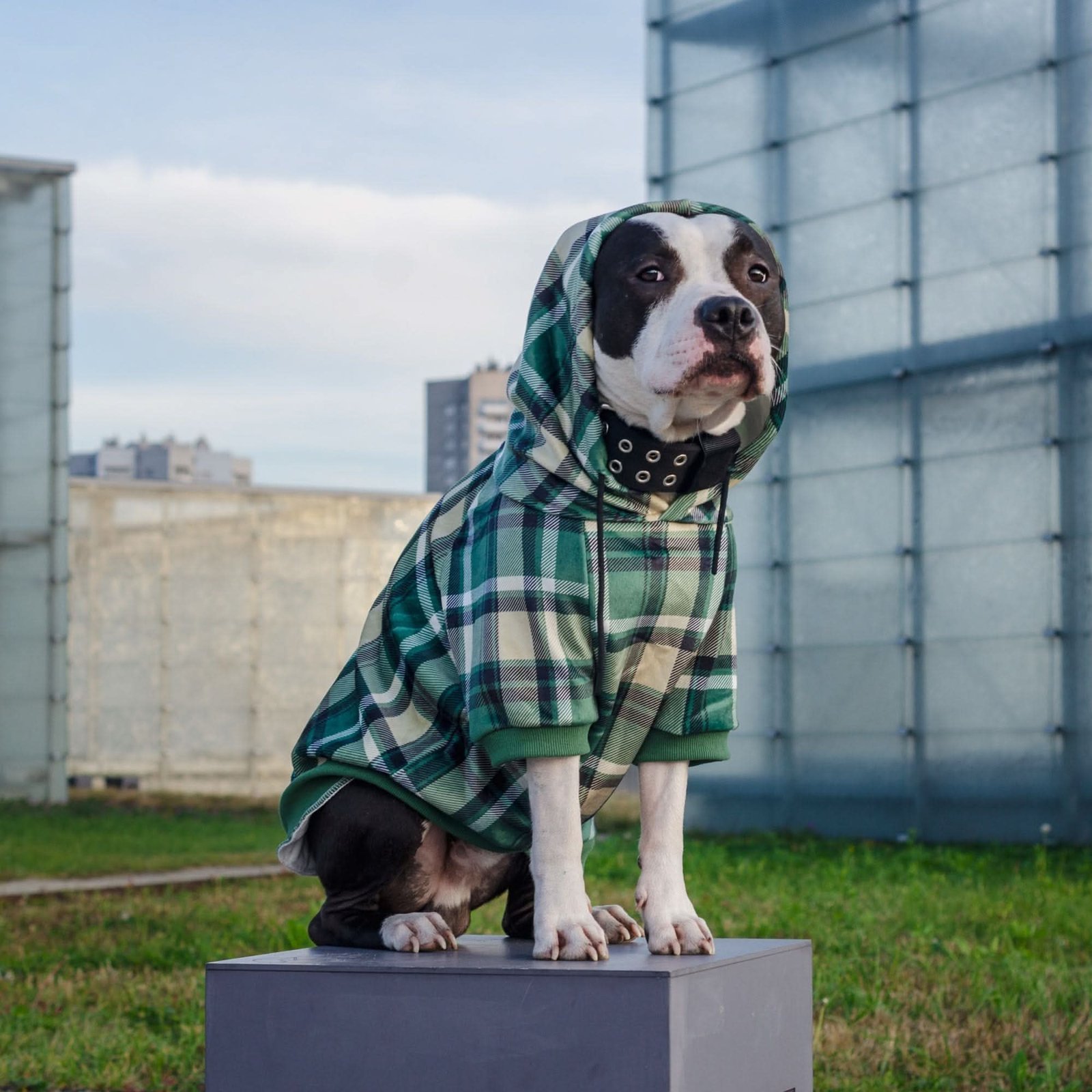 Green Plaid Dog Hoodie - Image 6