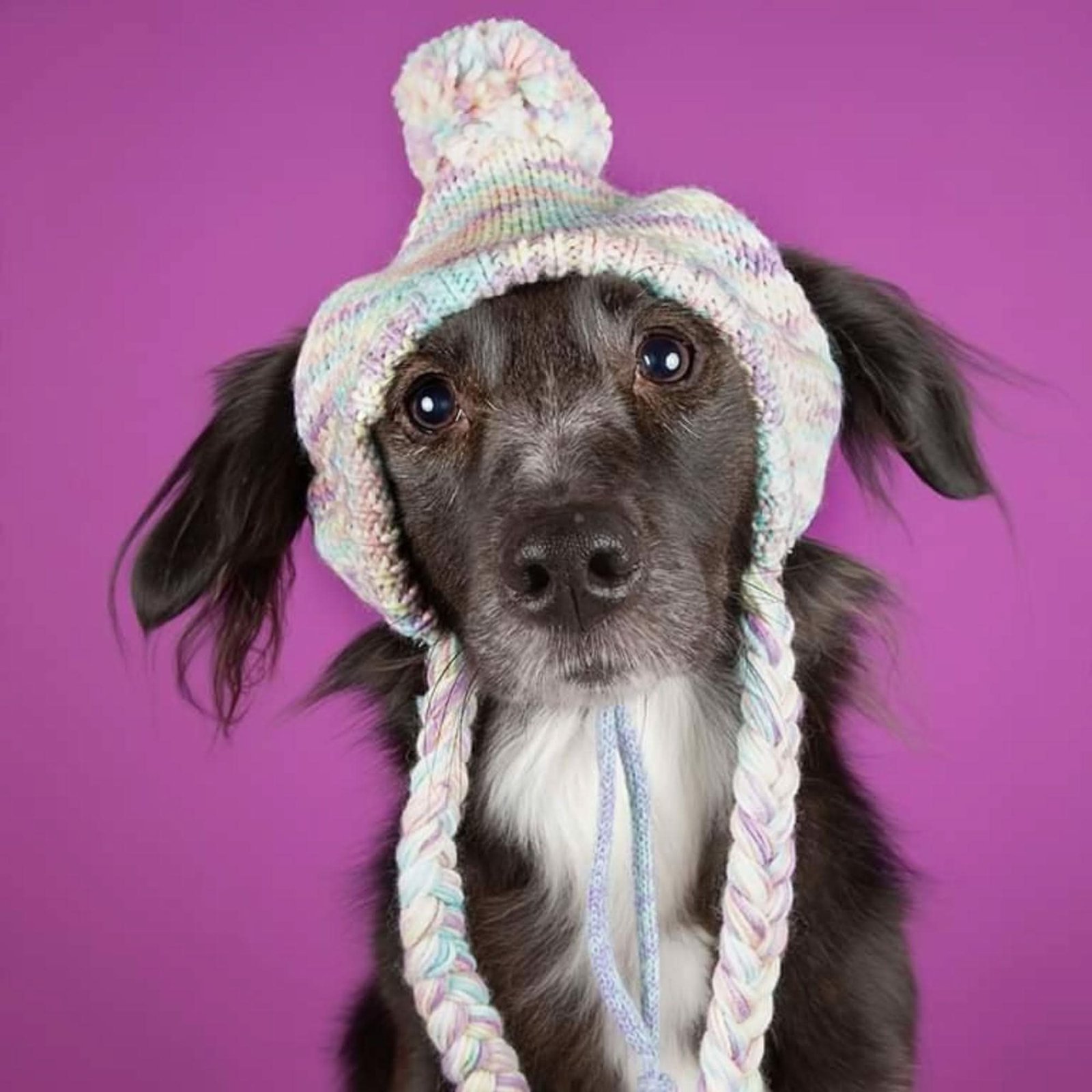 Knit Pom Pom Dog Beanie Hat - Pastel Icing - Image 3