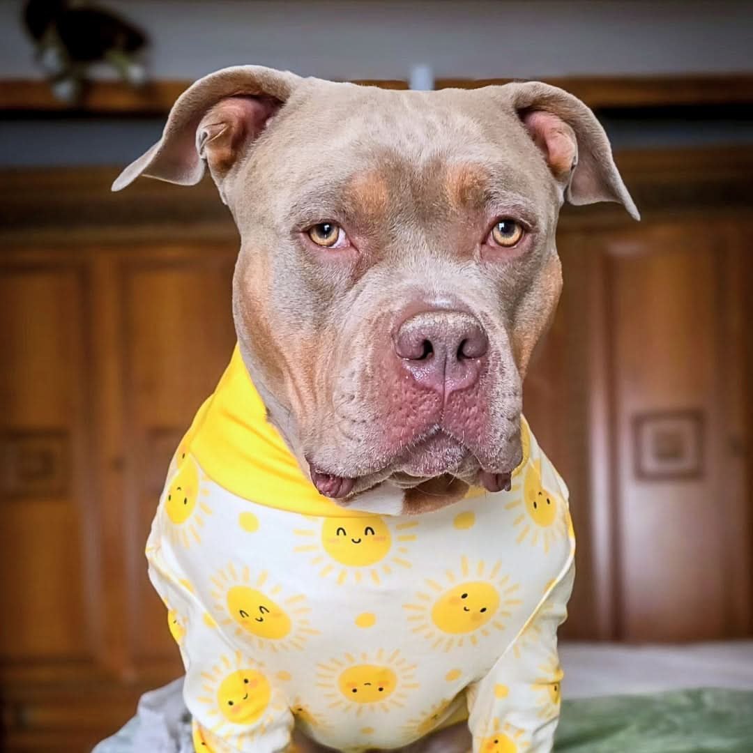 Dog Pajama - Sunshine - Image 4