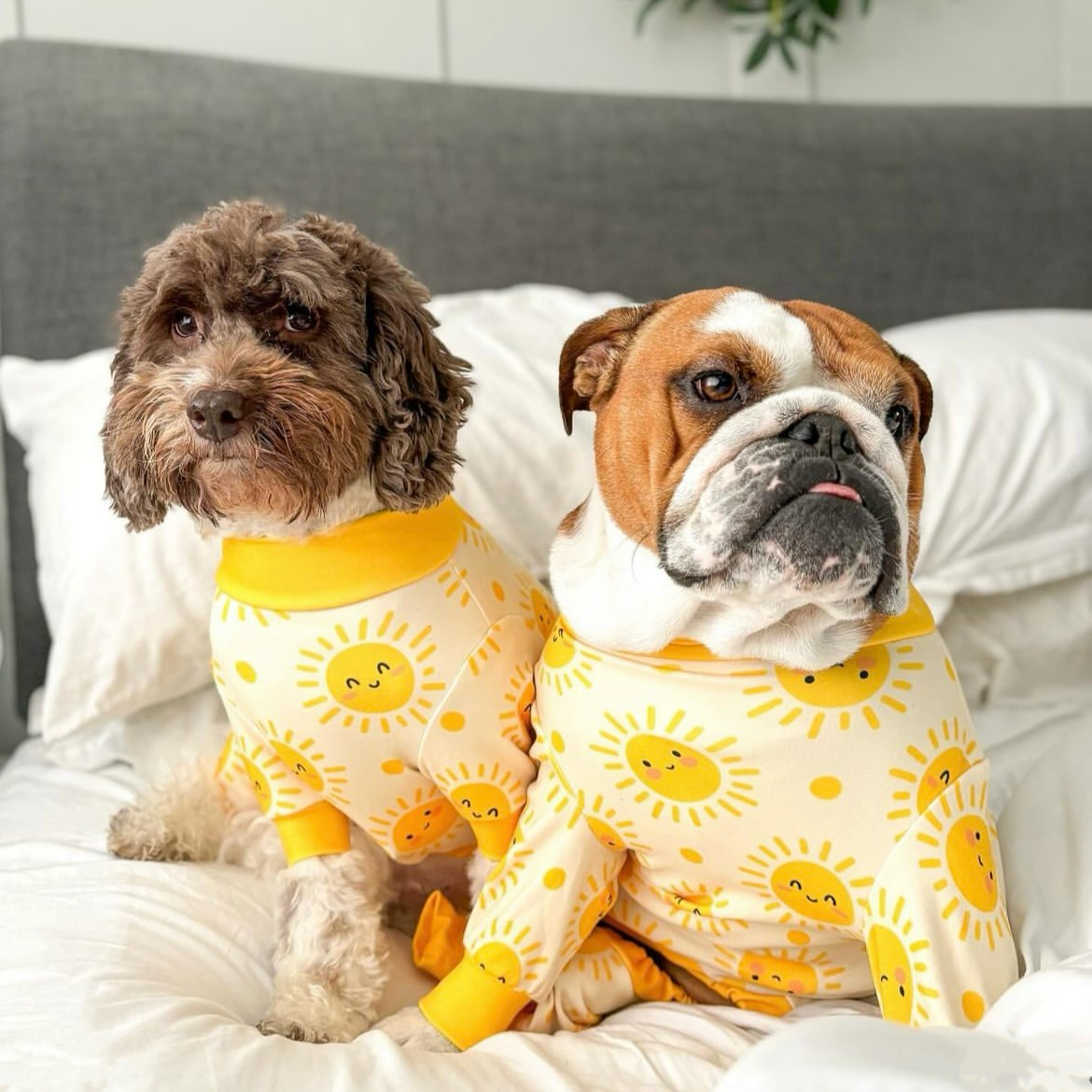 Dog Pajama - Sunshine - Image 2