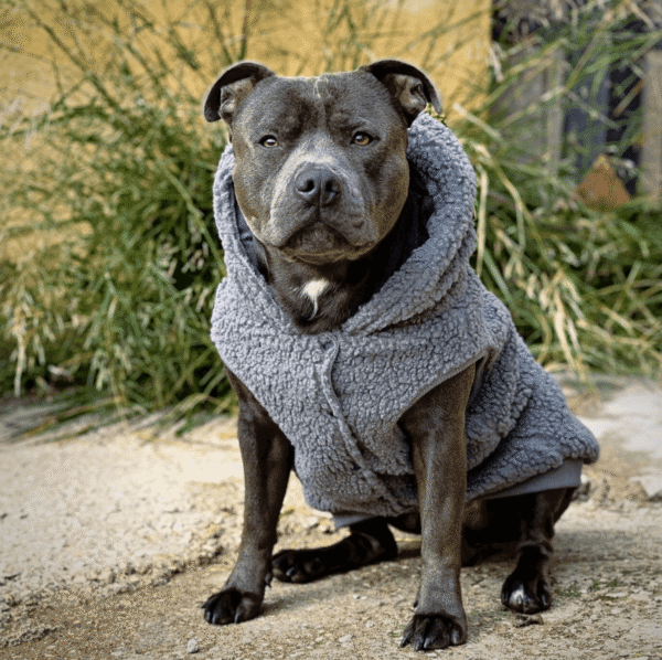 Teddy Sherpa Dog Jacket - Grey - Image 4