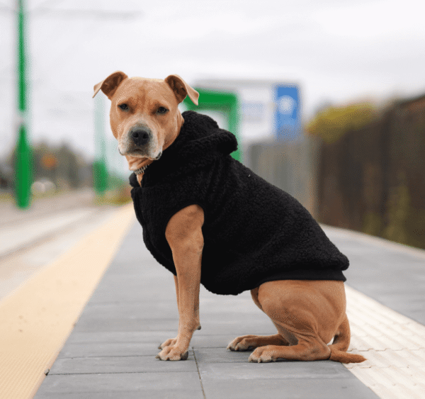 Teddy Sherpa Dog Jacket - Black - Image 3