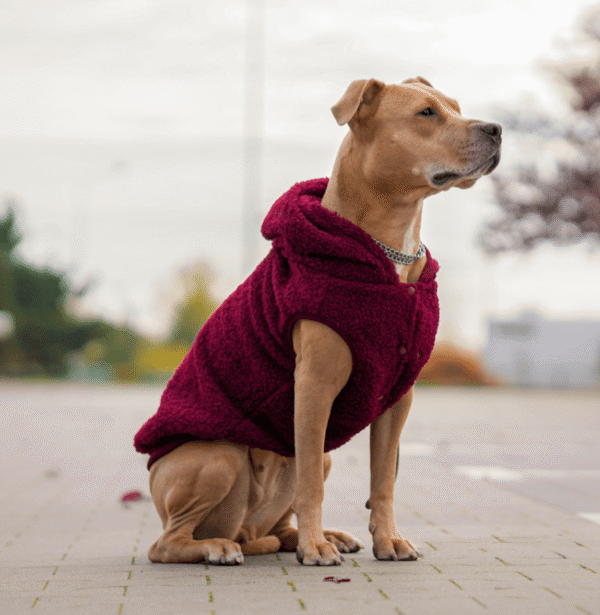 Teddy Sherpa Dog Jacket - Maroon - Image 4