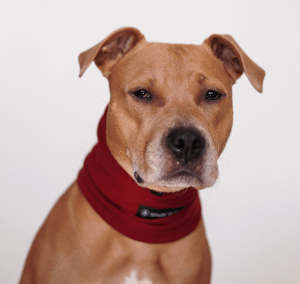Anxiety Calming Dog Earmuff Protector - Red - Image 2