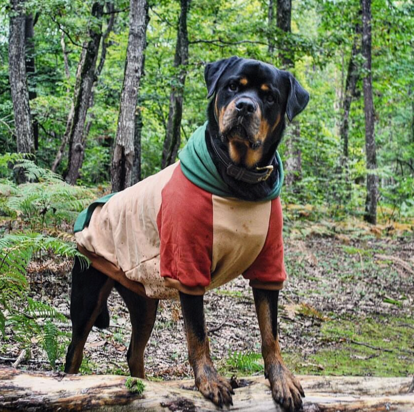 Ranger Dog Hoodie - Image 5