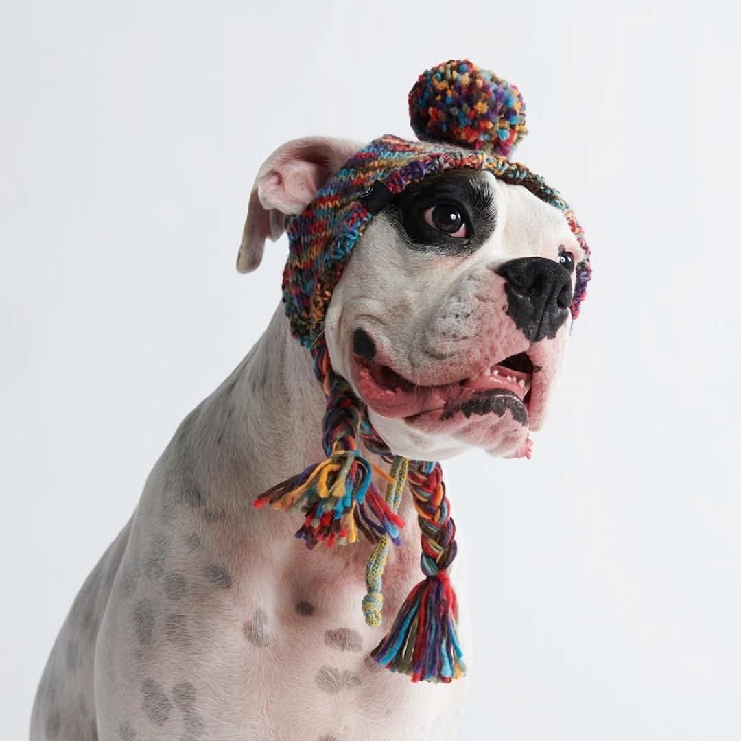 Knit Pom Pom Dog Beanie Hat - Kaleidoscope - Image 5